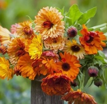 40 Seeds Calendula Sunset Mix Pot Marigold Flower - $8.58