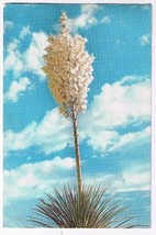 Florida Postcard Yucca In Bloom - £1.68 GBP