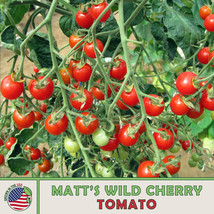 50 Matt&#39;S Wild Cherry Tomato Seeds Organic Fresh Gardening USA Shipping - $7.98