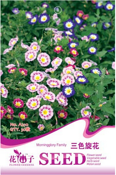 Convolvulus Tricolor Dwarf Morning Glory Seeds 30 Seeds Annual Fresh - $3.46