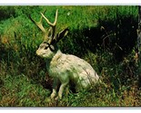The Famous Jackalope Of North America Chrome Postcard T8 - £2.33 GBP