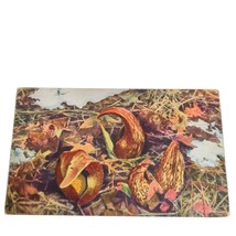 Postcard Skunk Cabbage Symplocarpus foetidus Plant Unposted - £6.25 GBP