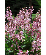 SDC Dictamnus Albus Rubra Gas Plant Easy Grow - €13,88 EUR