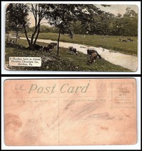 Pennsylvania Postcard - Hershey, Hershey Chocolate Co, Cows F28 - £2.32 GBP