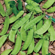 FA Store 20+Seeds Snow Pea Chinese sugar Snap Pod peas Mammoth Melting Sugar Pod - £7.12 GBP