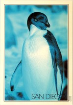 Penguin San Diego Zoo Postcard - £4.78 GBP