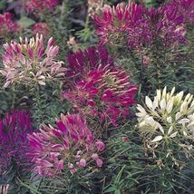 100 Seeds Cleome Mixed colors - $8.98