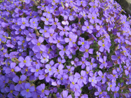 MBK 385 Seeds Rockcress Purple Flower Perennial Groco Fresh Garden - $8.79