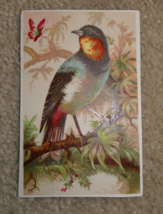 Original Vintage 1890s Small Lithograph Print Bird on Branch - £16.36 GBP