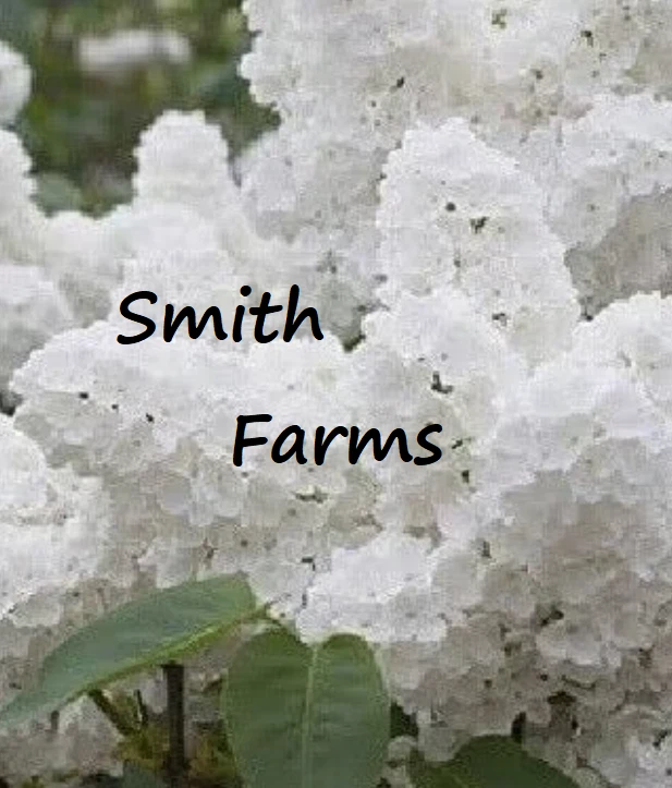 25+ SEEDS White Lilac Tree Flowers New Crop Garden Planting - $11.39