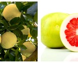 Chandler Pummelo Grapefruit Tree Citrus Semi-Dwarf - 18-36" Tall - Live Plant - $239.39