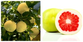 Chandler Pummelo Grapefruit Tree Citrus Semi-Dwarf - 18-36&quot; Tall - Live ... - £209.86 GBP