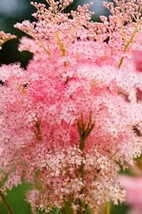 GIB 25 Seeds Easy To Grow Pink Queen Of The Prairie Flowers - £7.03 GBP