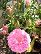Climbing Rose &quot;Caldwell Pink&quot; 8-12” Tall With Heathly Roots And Buds Liv... - $29.99