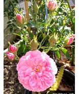 Climbing Rose &quot;Caldwell Pink&quot; 8-12” Tall With Heathly Roots And Buds Liv... - £23.56 GBP