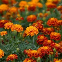 200 Heirloom French Marigold Seeds Mix Organic Pest Deterrent Fast Ship ... - $14.00