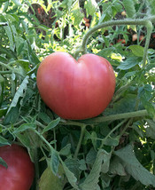 Grow In US Pink Oxheart Tomato Seeds 50 Ct Vegetable Garden Non-Gmo - £6.95 GBP