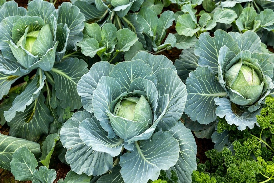 250 ALL SEASONS CABBAGE SEEDS  FRESH HARVEST FOR GARDENS - $7.34