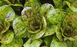 5000 Seeds Freckles Romaine Lettuce Seeds Crimson Red Splashes Salad NON-GMO - £11.92 GBP