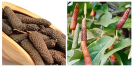 Long Pepper Piper longum Plant - $51.99