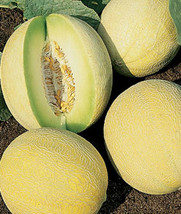 Honeydew melon dulce @ sweet exotic fruit seed 30 SEEDS - £7.07 GBP