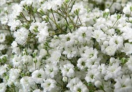 Baby&#39;s Breath Flower Seeds - Gypsophila - 50 seeds - code 104 - £3.98 GBP