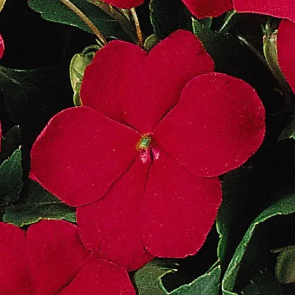 50 Seeds Impatiens Super Elfin Ruby Flower Seeds Impatiens Seeds Fresh Seeds - £19.06 GBP