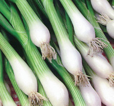THJAR onion, WHITE LISBON  green bunching SCALLION 370 SEEDS!- - - $5.98