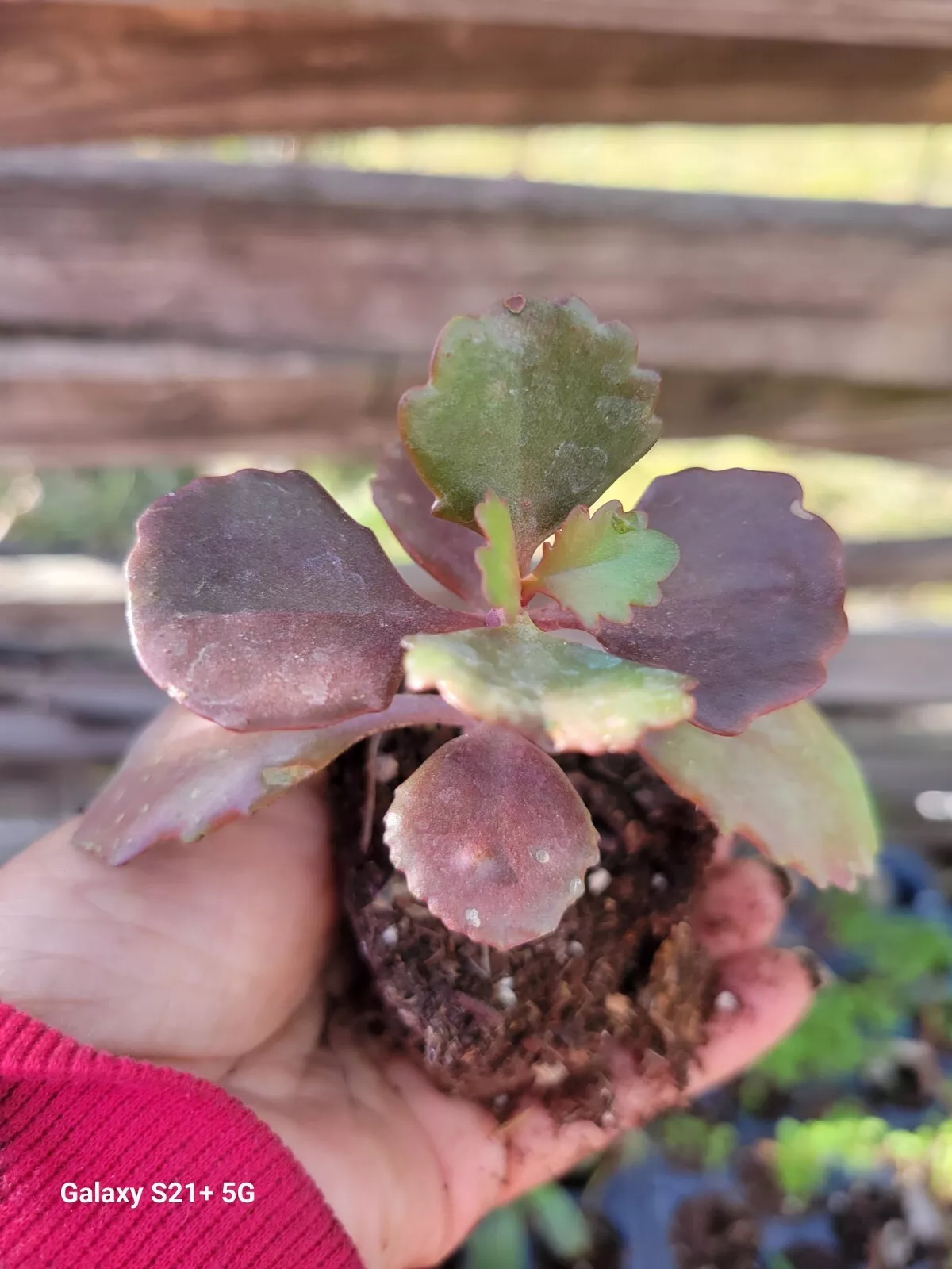 Kalanchoe Fedtschenkoi Lavender Scallops Succulent Plant In 2.5 Inches &quot;pot - $19.00