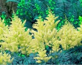 100Pcs Astilbe Chinensis Seeds Light Yellow Color New Fresh Seeds USA - $11.26