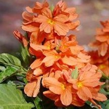 Crossandra Flower Plant Seeds- 500 Seeds - £11.18 GBP