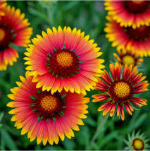 HT  600 Indian Blanket Flower Seeds  Heirloom Nongmo  Hummingbird Planti... - $9.22