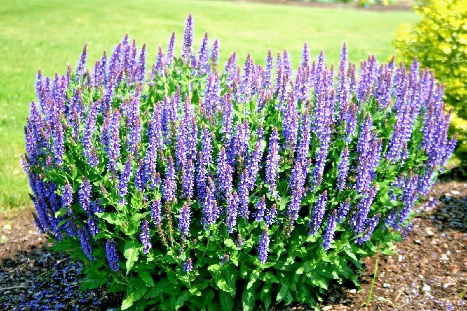 RAFH 300 Blue Sage Flower Wildflower Medicinal Perennial Garden Heirloom... - $9.67