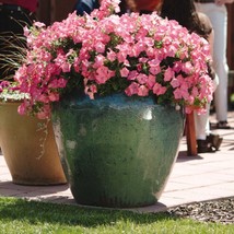 Easy Wave Spreading Petunia Coral Reef Flower Seeds 30 Seeds Fresh USA Fast Ship - £12.76 GBP