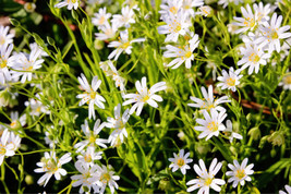 50 Organic Chickweed Stellaria Media Starwort Stitchwort White   - £13.33 GBP