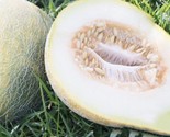 15 Melon Seeds   Eindor Fruit Non Gmo Fast Shipping - $8.99