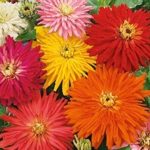 FA Store 100 Seeds Zinnia Super Cactus Giant Mix Huge Blooms Butterflies - £8.48 GBP