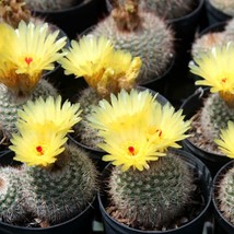 Cactus Parodia Seed Mix - 10 Exotic Varieties, Easy Grow Home Garden Kit, Perfec - £4.74 GBP