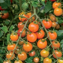 New Fresh Orange Cherry Tomato Seeds Organic - £3.47 GBP