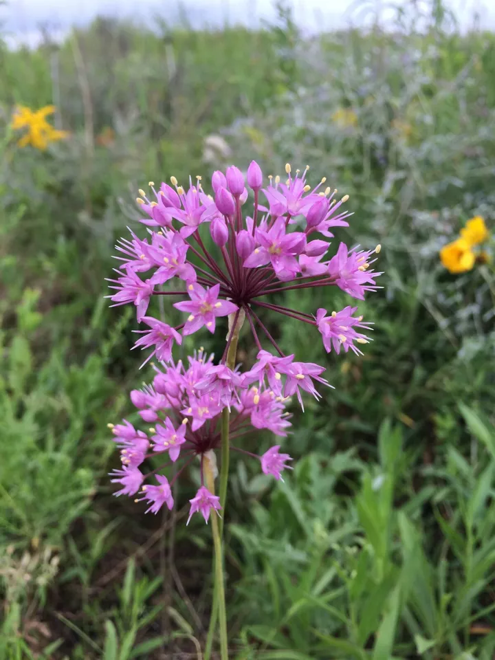 100 PRAIRIE ONION Seeds Drought Rock Gardens Flowering - €7,34 EUR
