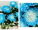 50 Seeds Blue Chrysanthemum Marigold Flower  - $34.93