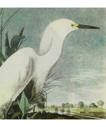 Snowy Egret Bird 1946 Color Plate Print John James Audubon Nature DWV2B - $39.99