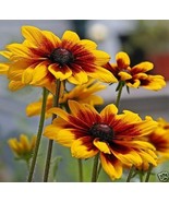 1/4 Oz Daisy Seeds Gloriosa Daisies Bulk Seeds Wildflowers 15000 Ct Fast... - $351.62 MXN