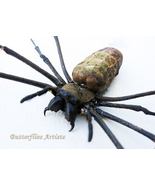 Nephila Maculata Real Golden Orb Weaver Spider Framed Entomology Shadowbox - £67.72 GBP