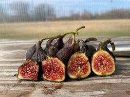 2pcs hardy sicilian fig Variety Cuttings - $14.85