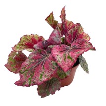 BubbleBlooms &#39;Harmony&#39;s Venetian Red&#39;, Begonia Rex, 4 inch, Painted-Leaf... - £11.64 GBP