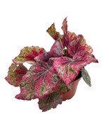 BubbleBlooms &#39;Harmony&#39;s Venetian Red&#39;, Begonia Rex, 4 inch, Painted-Leaf... - $278.74 MXN