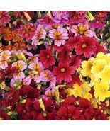 Painted Tongue Superbissima Mix Salpiglossis 1000 Seeds - $8.67 CAD