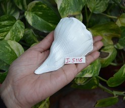 Rare Giant Dakshinavarti Conch /Dakshinavarti Shankha /Right Handed Conch~I-5116 - £28.63 GBP