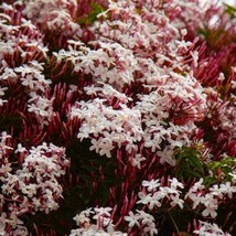 Pink Jasmine Aka Pink Star Jasmine Jasminum Polyanthum Small Rooted Star... - $52.97